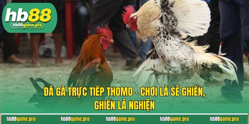Đá Gà Trực Tiếp Thomo - Chơi Là Sẽ Ghiền, Ghiền Là Nghiện