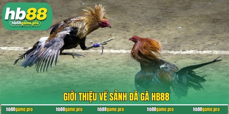 Giới thiệu về sảnh đá gà HB88