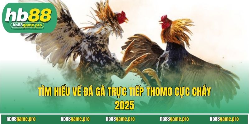 Tìm hiểu về đá gà trực tiếp Thomo cực cháy 2025